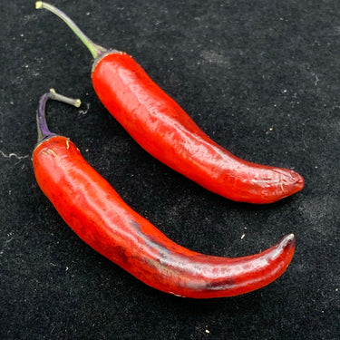 Purple Tiger x Jalapeno - Seeds - The Pepper Pantry (Formerly Marie Sharp's)